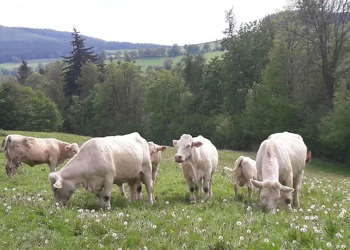 Haus Erlen Casa de hóspedes Assinghausen